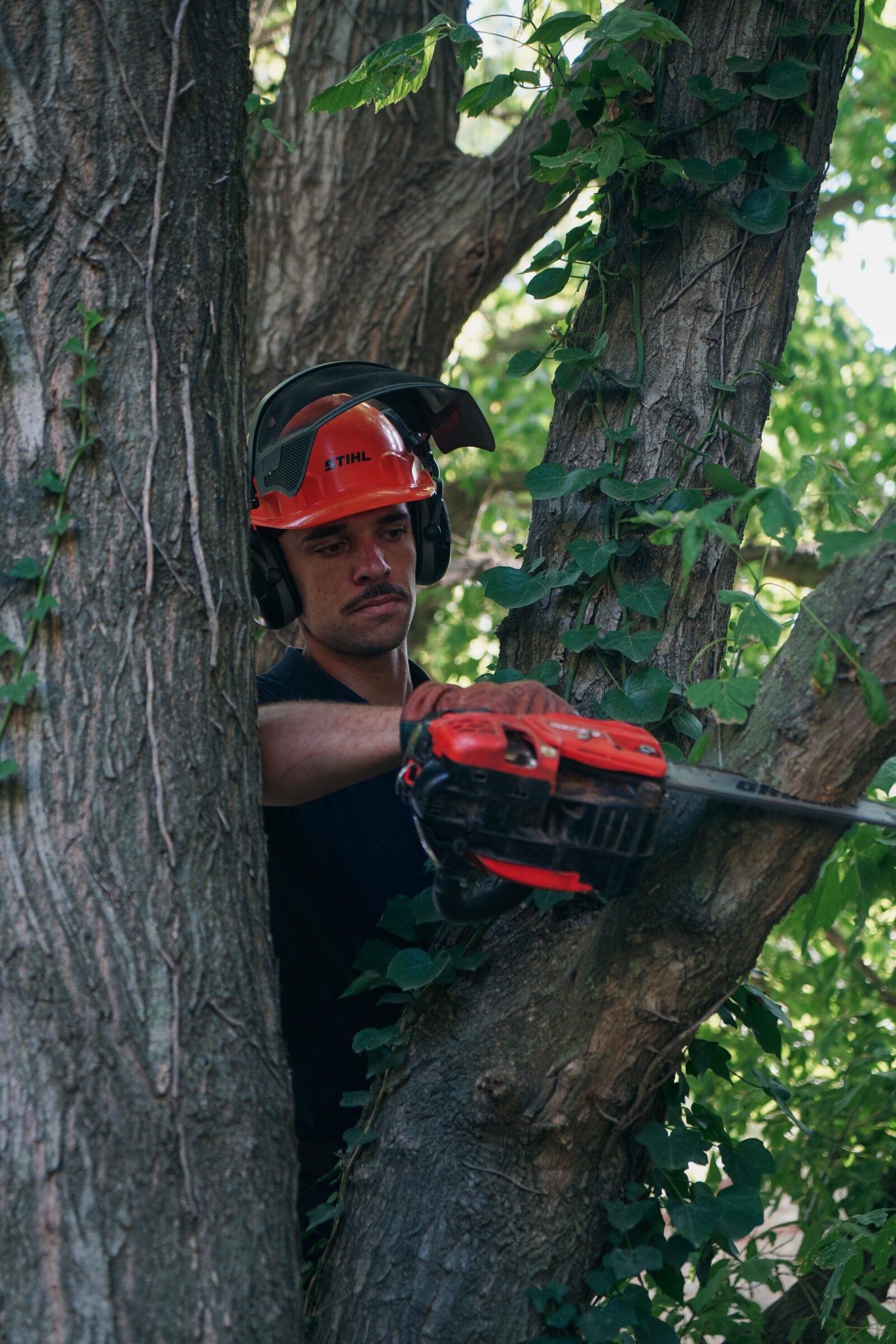 athieu de Marceille Paysagiste réalisant l’élagage d’un arbre à Perpignan