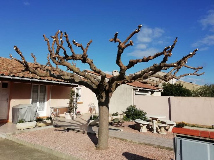 Taille d’un mûrier platane en parasol à Perpignan par Marceille Paysagiste